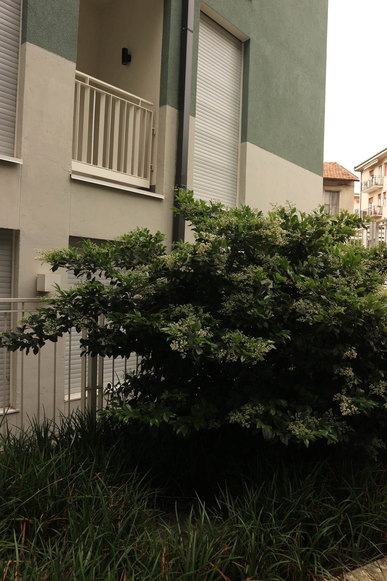 Macherio Social Housing Photo